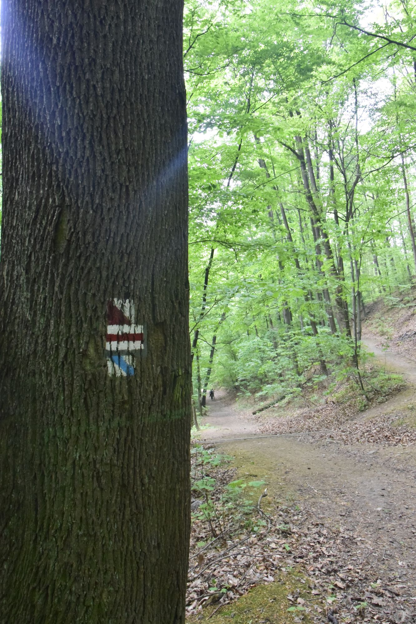 Sciezka Hochbergow 17.jpg